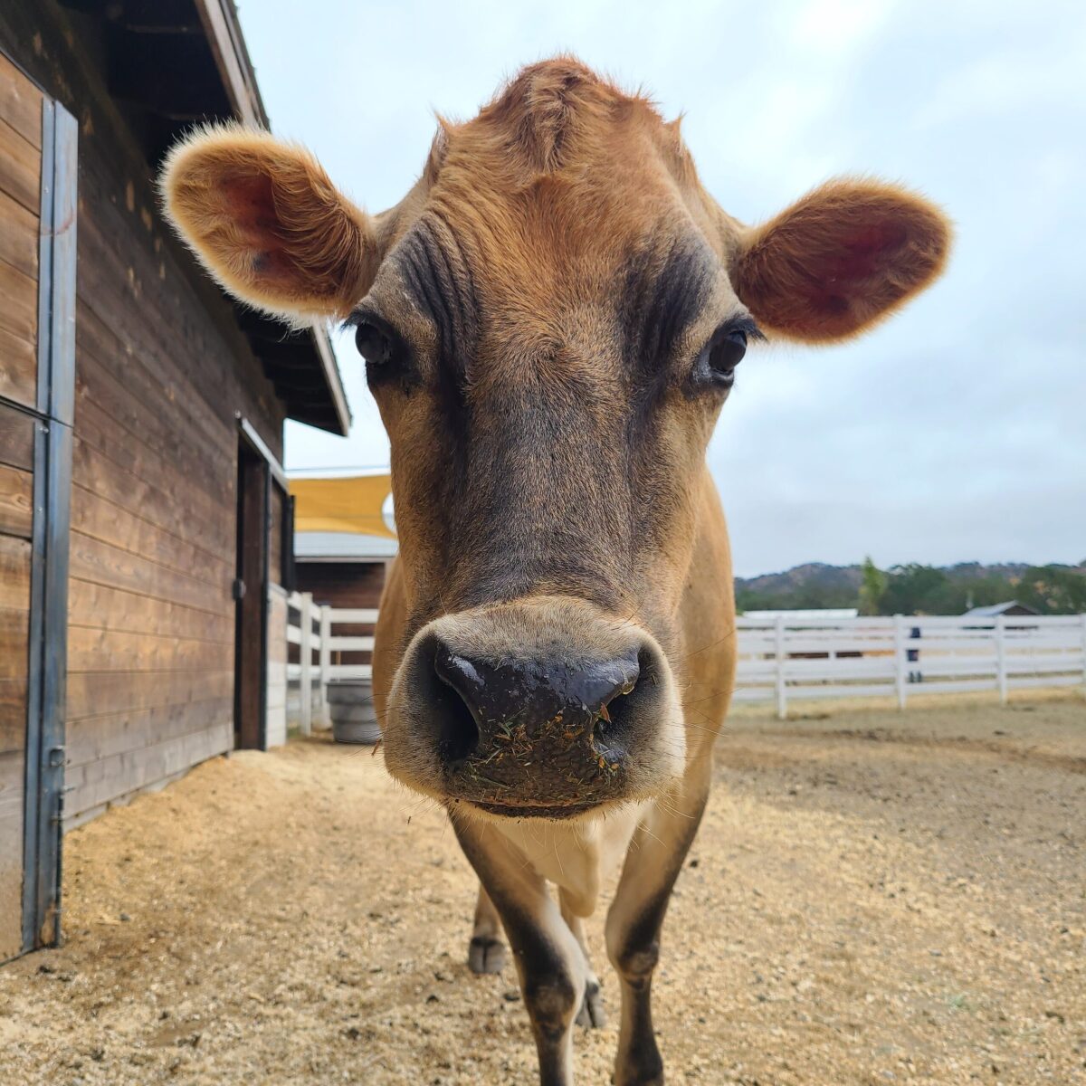 Honey the cow