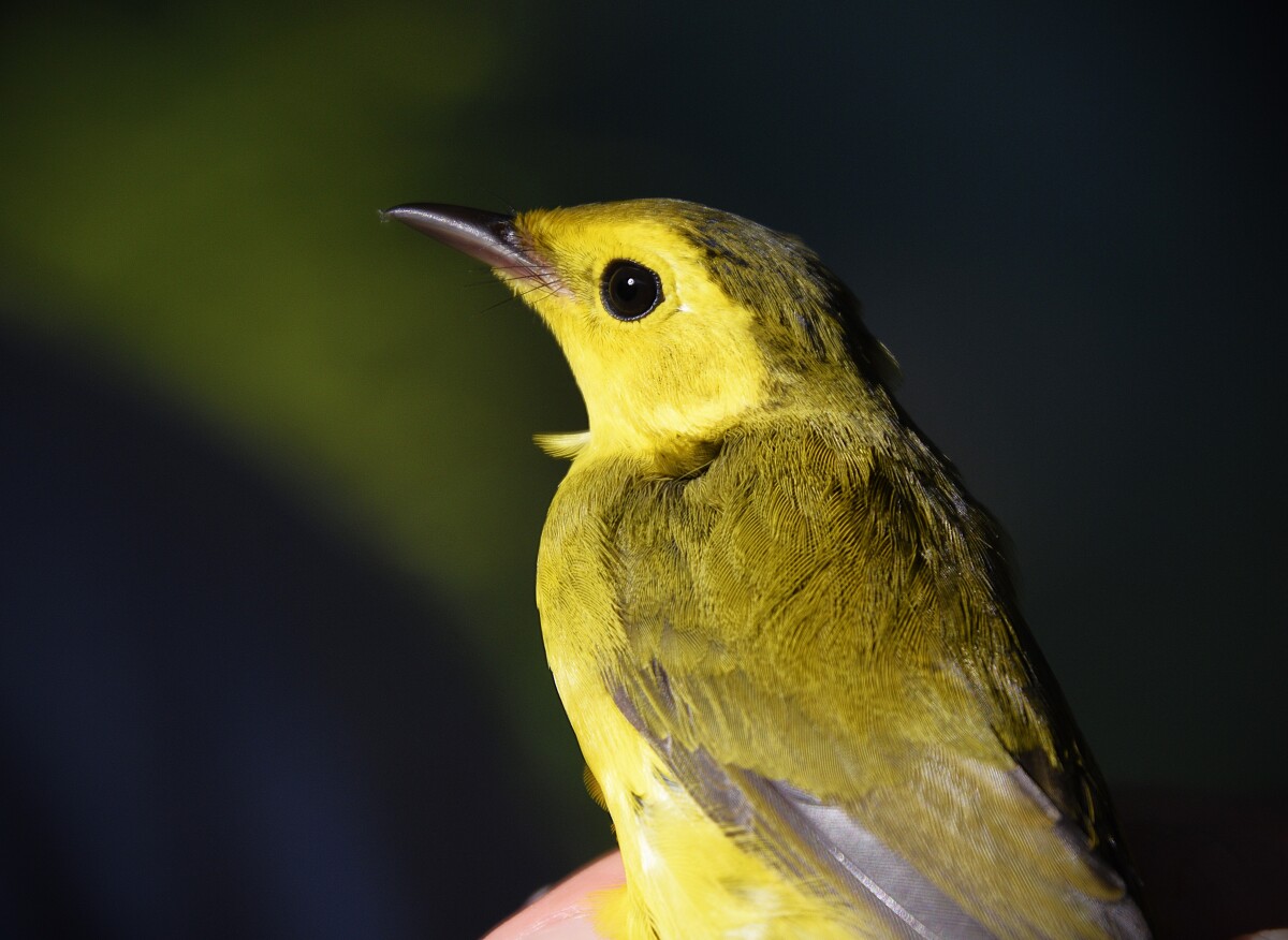 Female Hooded Warbler