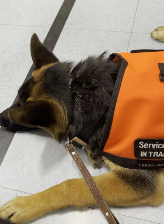 In Memory of Poppy, SDiT