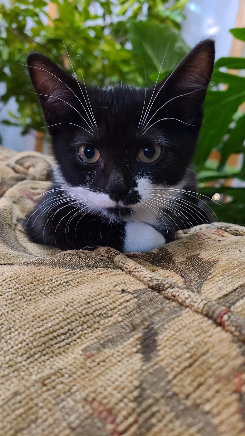 "The most interesting cat in the world.