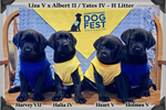 H Litter * Born 2/20/26
