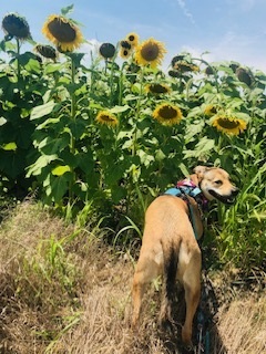 Fergie living her best Midwest life at the Sunflower farm