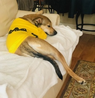 Halloween or nap time?  Fergie chose nap time.