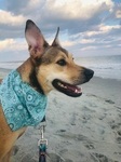 Pawsitive vibes only at the beach