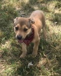 Baby Fergie after rescue on her way to foster