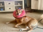 She's sweet as a donut, even after surgery