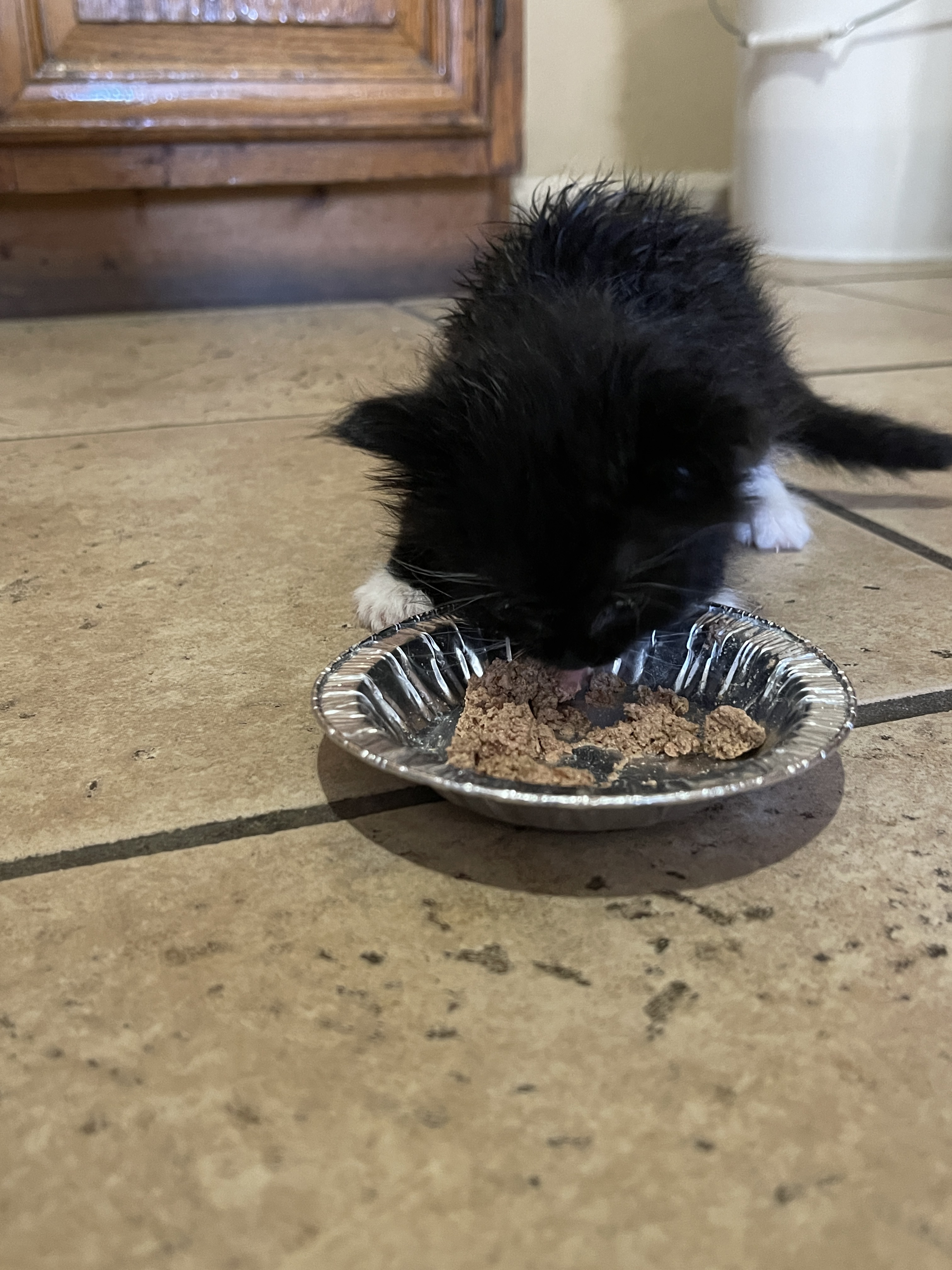 First taste of wet food