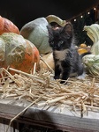 Zola at the Pumpkin Patch