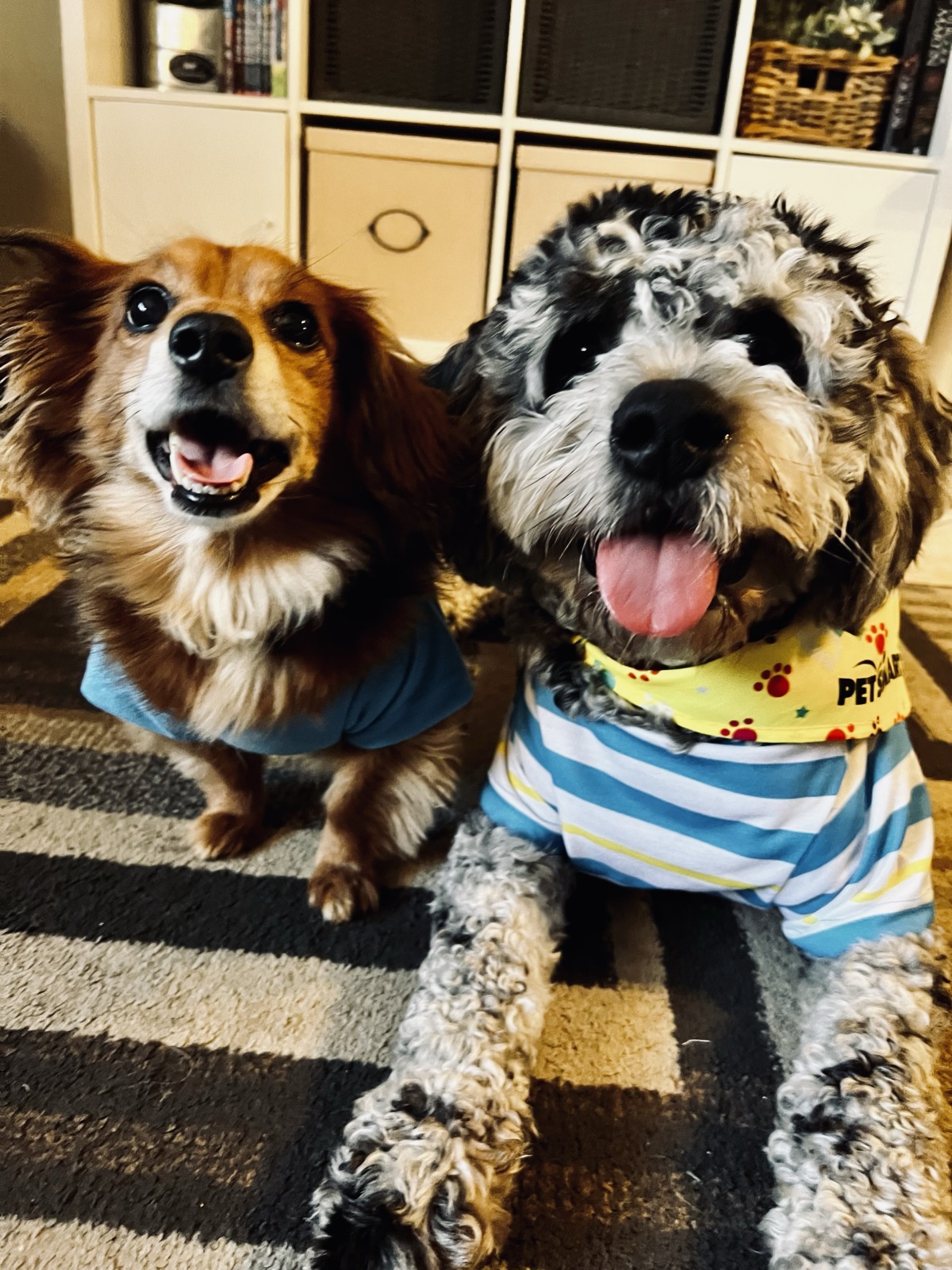Welcome to the Paw-ty! ?