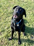 Carrie on break at Canine Companions Team Training