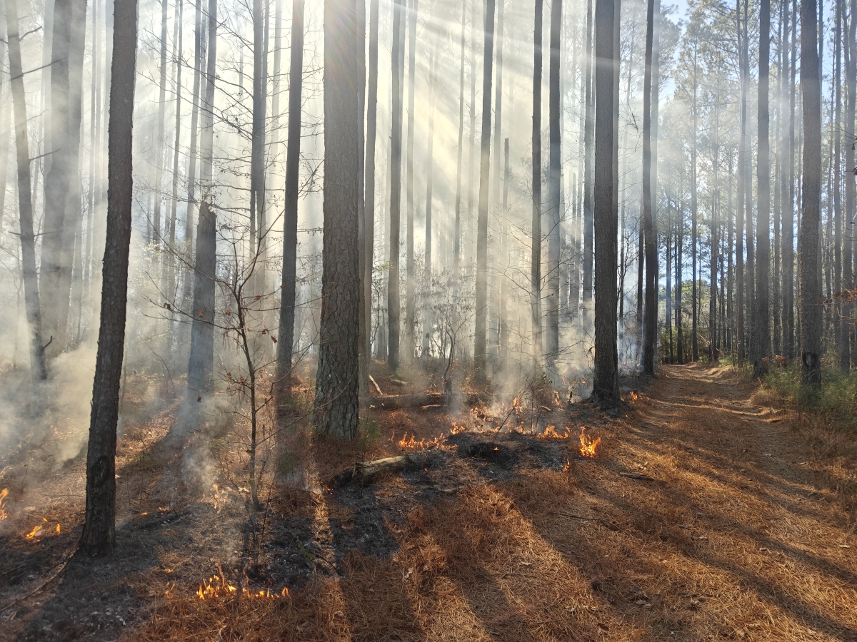 Prescribed Fire
