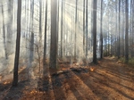 Prescribed Fire