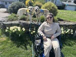 Maddie with Service Dog, JJ, and Future Service Dog, Sutton