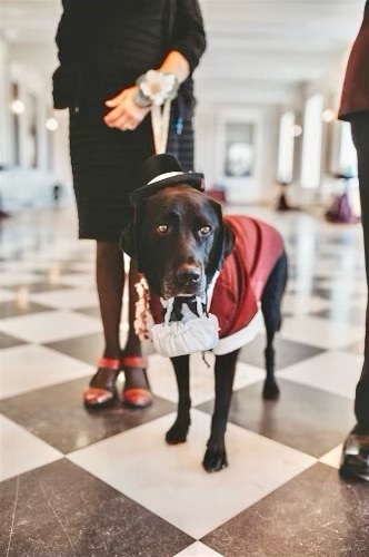 Ringbearer at Ryan’s wedding