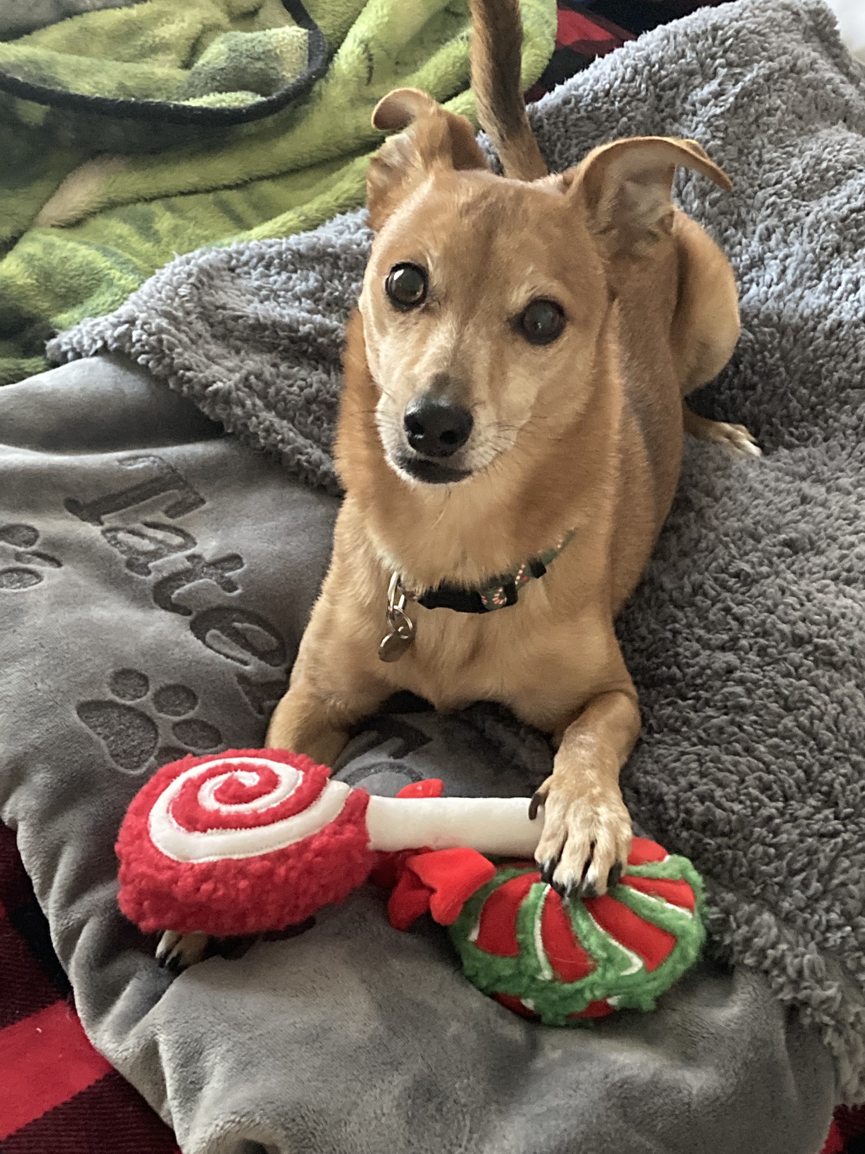 Tater Tot’s holiday treats