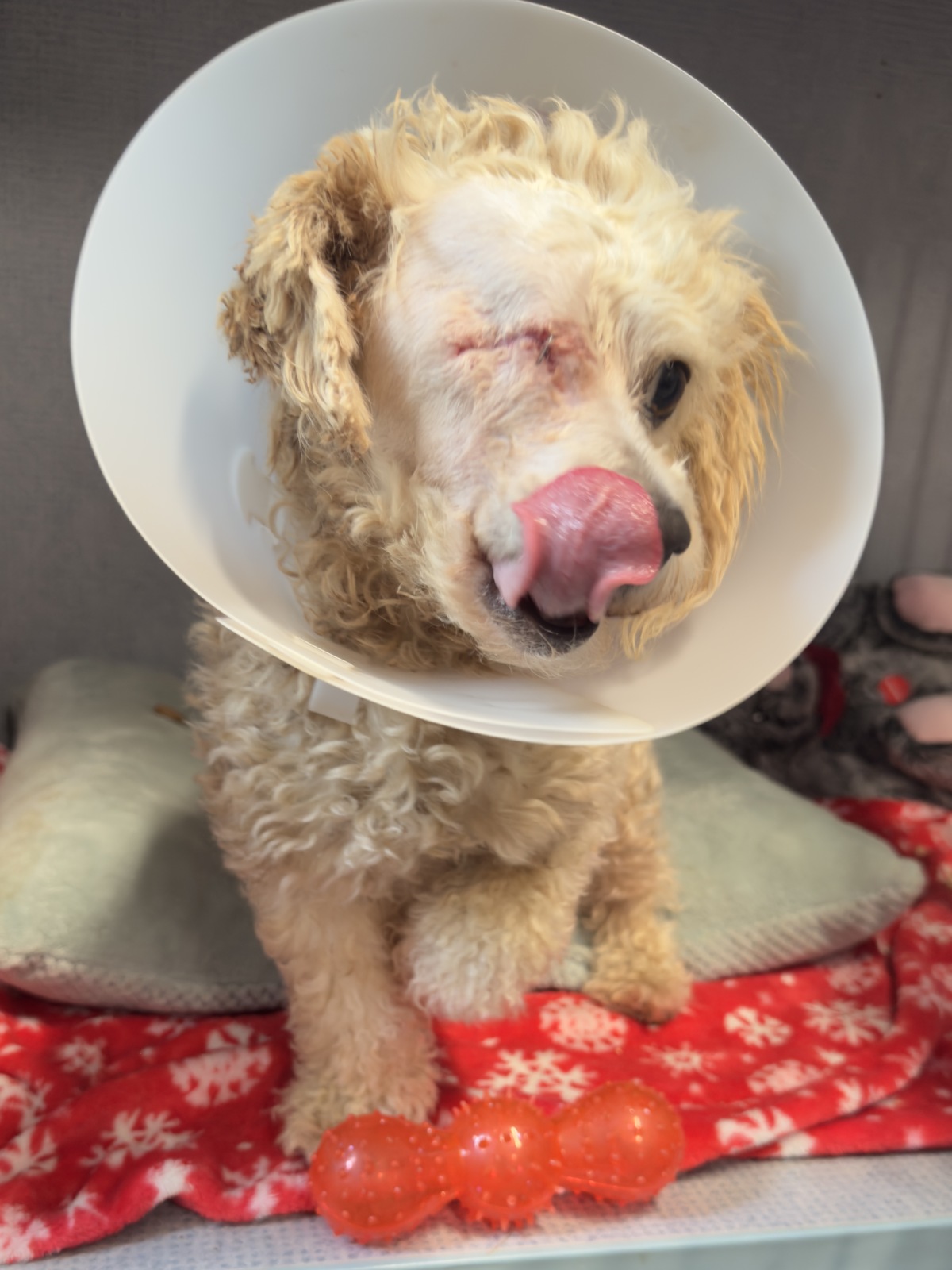 Cannoli, the Pirate Poodle