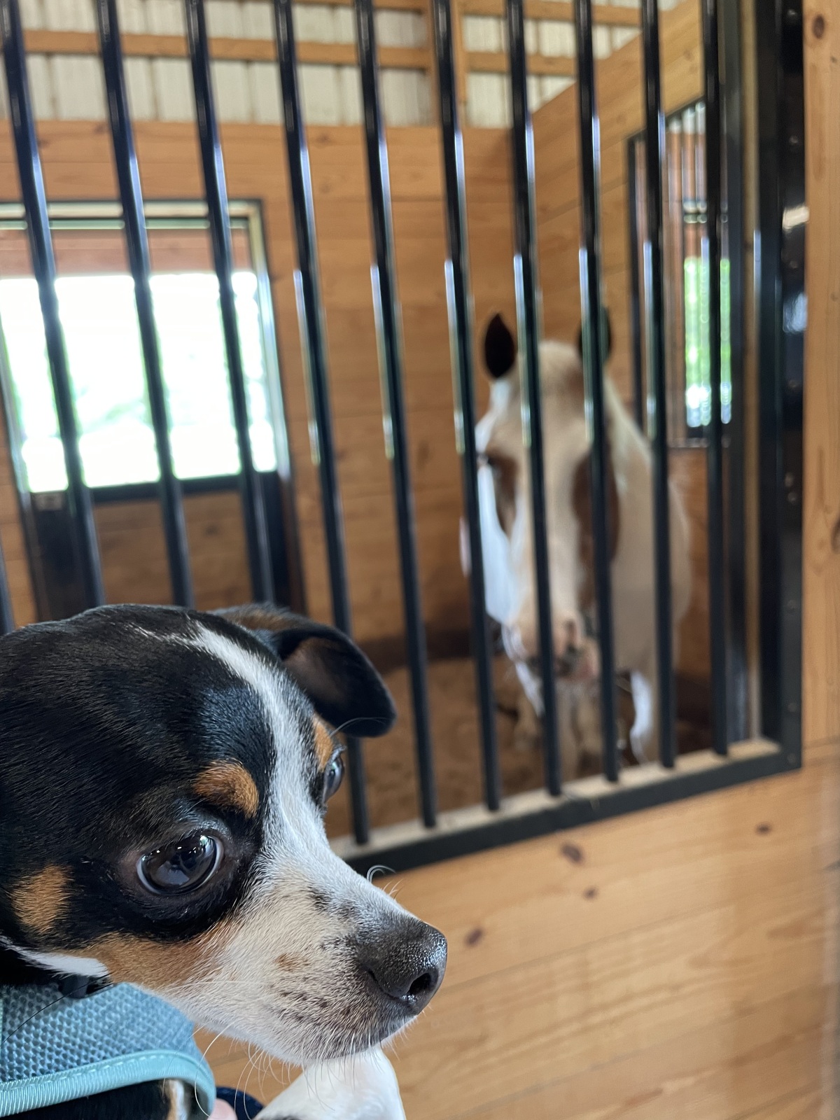 My dog Ollie with Tash!