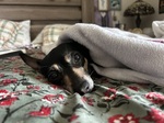 Cozy Posey.
