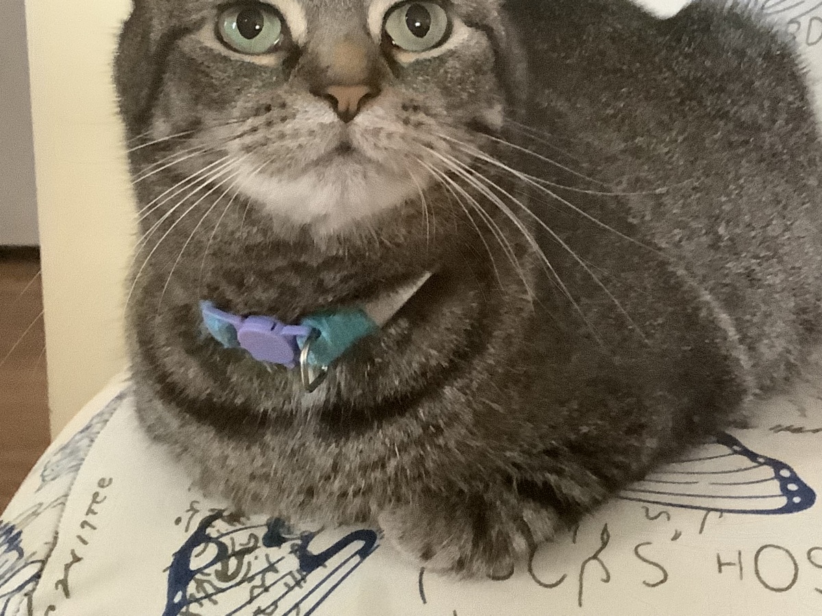 Muffin, Our Wonderful Cat