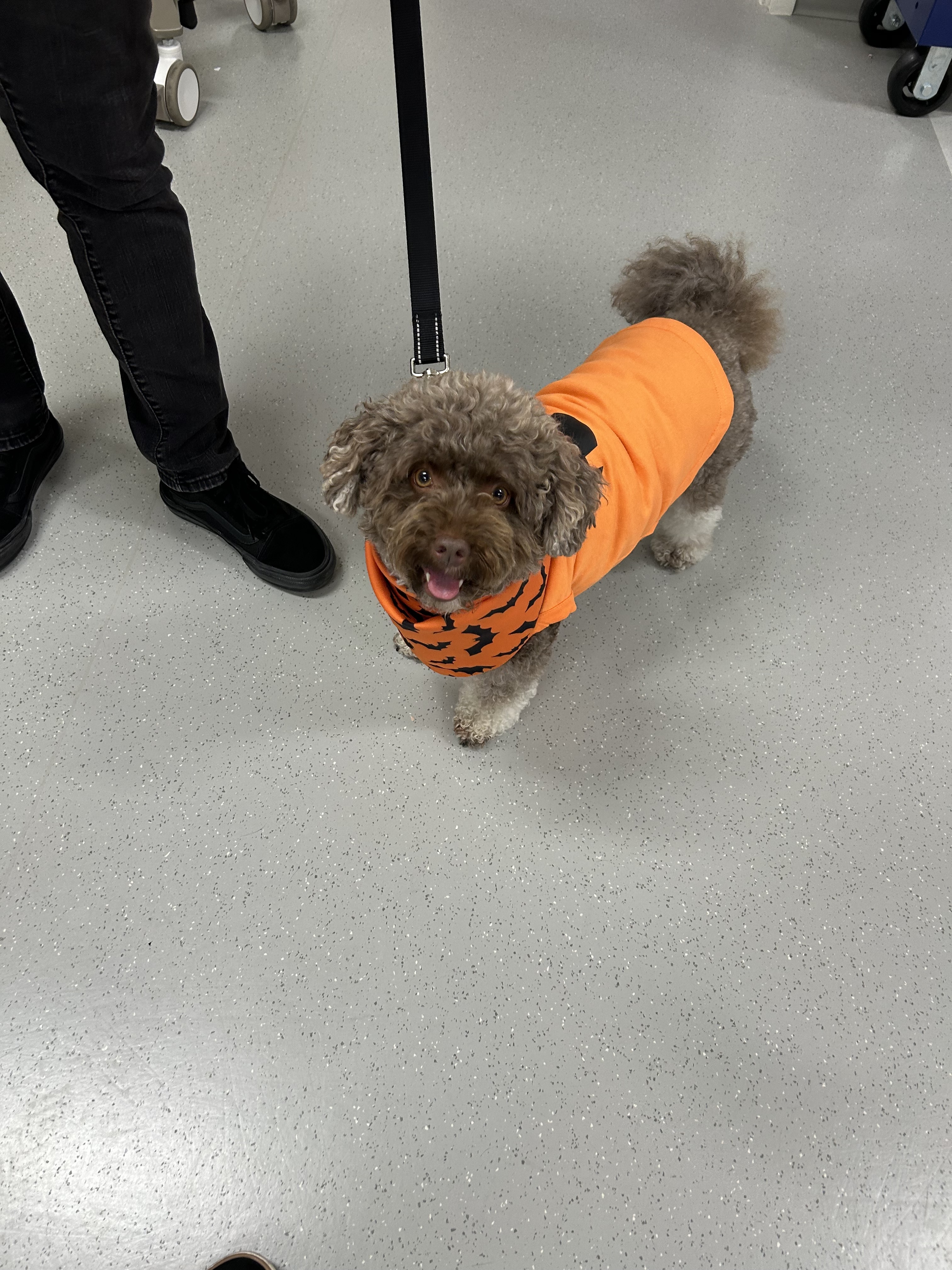 Therapy dogs at their finest!