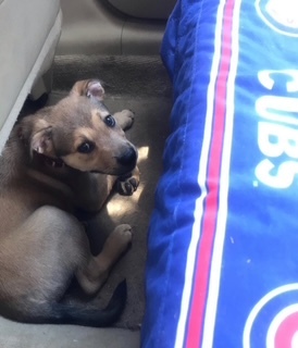 She's not in love with car rides