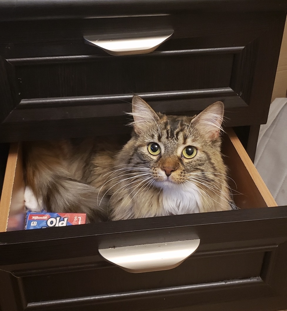 Patty in Drawer