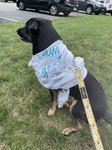 Best Cheerleader