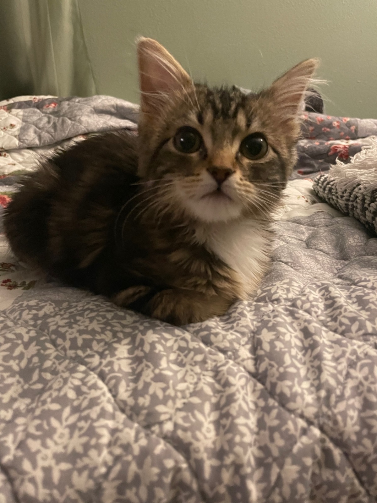 Baby Loaf!