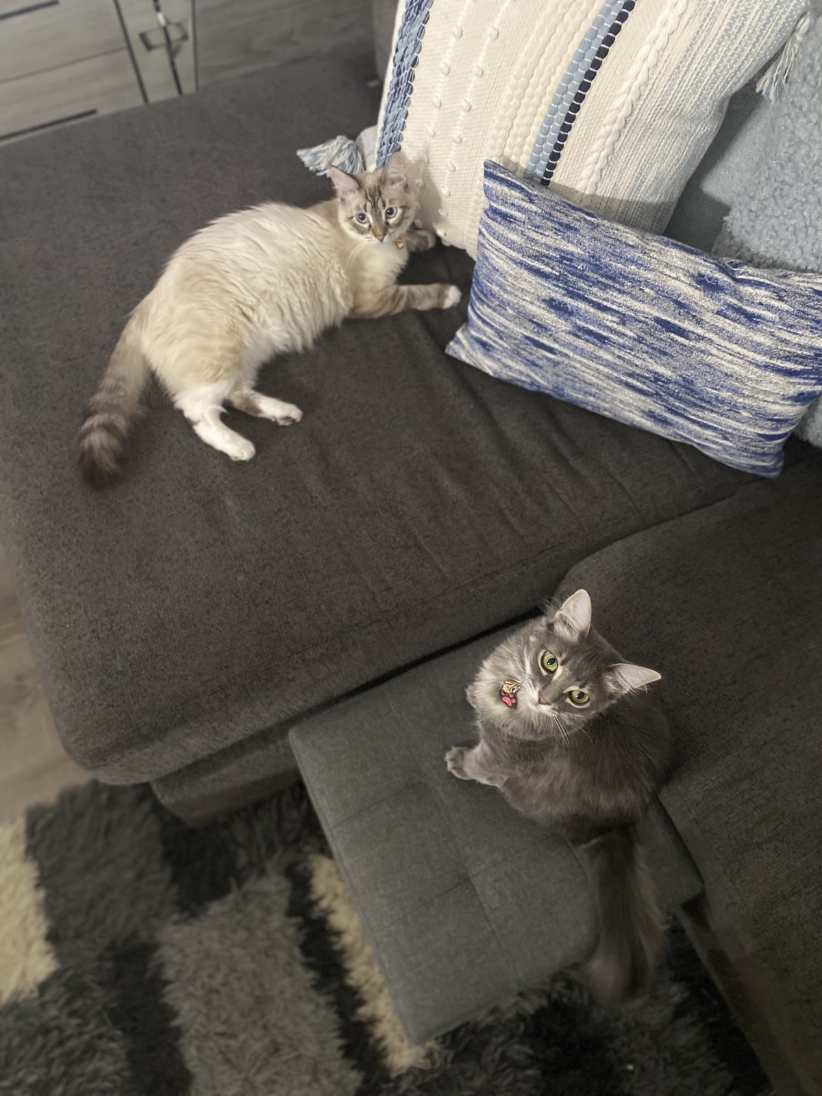 We love our Lulu & Chai