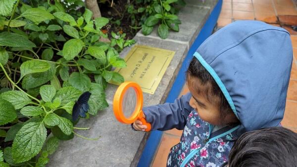 Learning about the butterflies