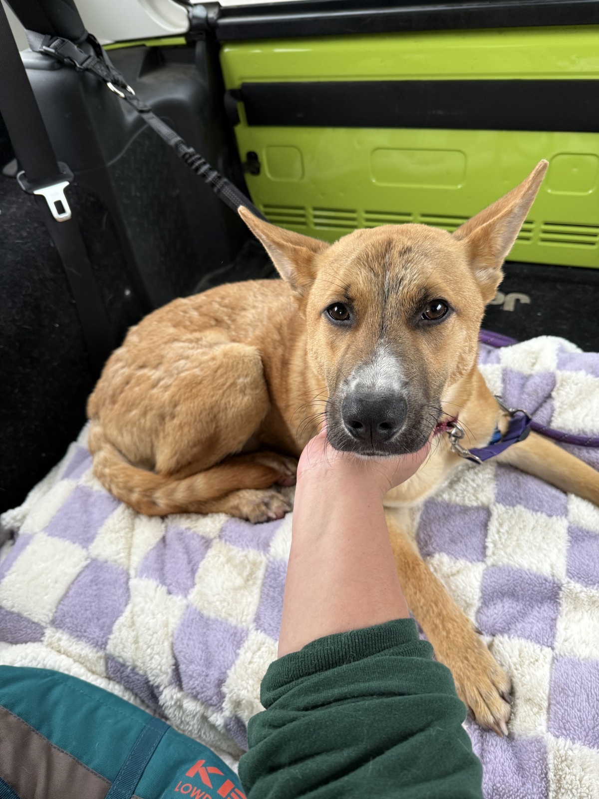 Miles w/ Mutts w/ Dylan