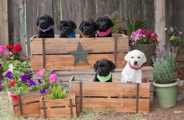 Patch was already special—the only white puppy in a black litter!