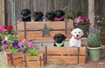 Patch was already special—the only white puppy in a black litter!