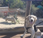 Dog Day at the San Antonio Zoo 2025