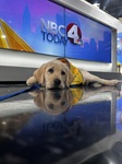 8 week old Boone IV first time in NBC4 studios