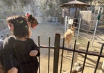 9 month old Camila looking at the Giraffes