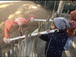 Feeding the Flamingos