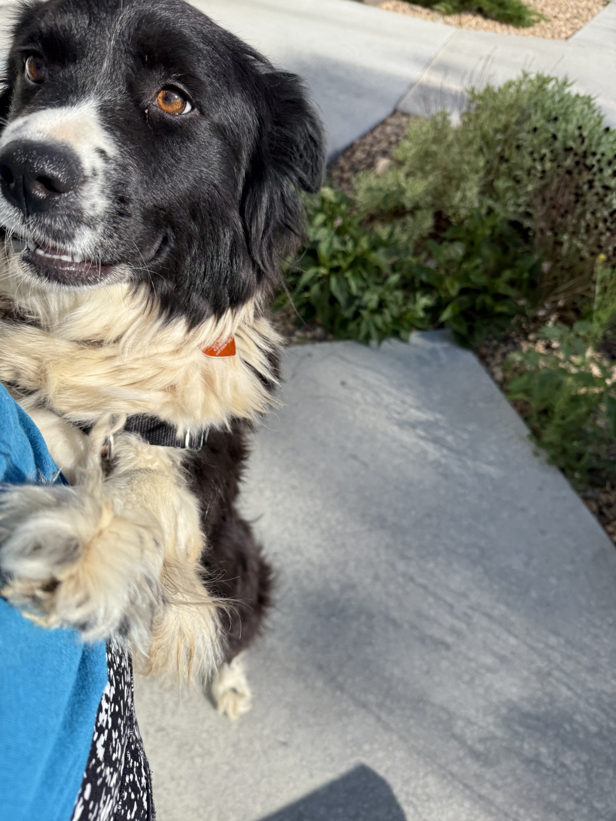 Hugs and Hugs: Bow Wow Betty