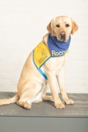 Rocco V