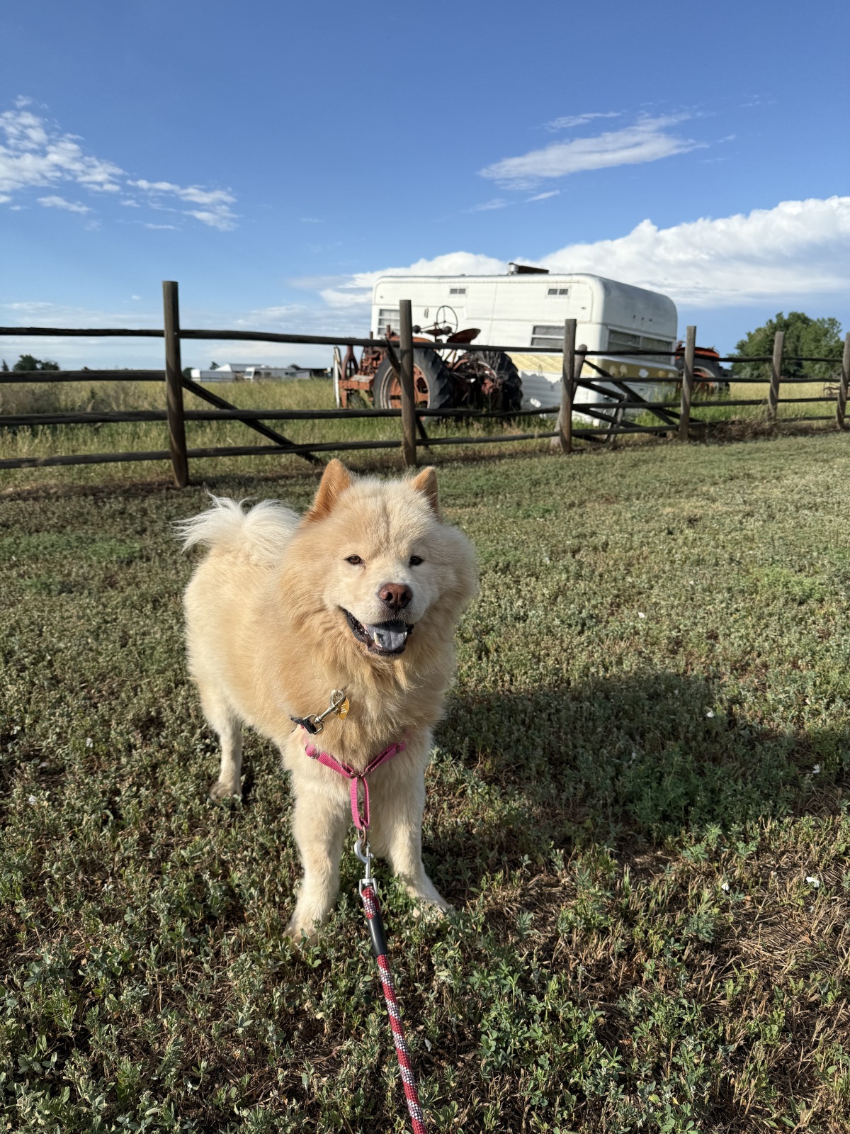 Plank: Sweet Silly Boy