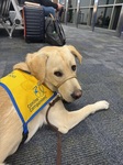 Airport travel