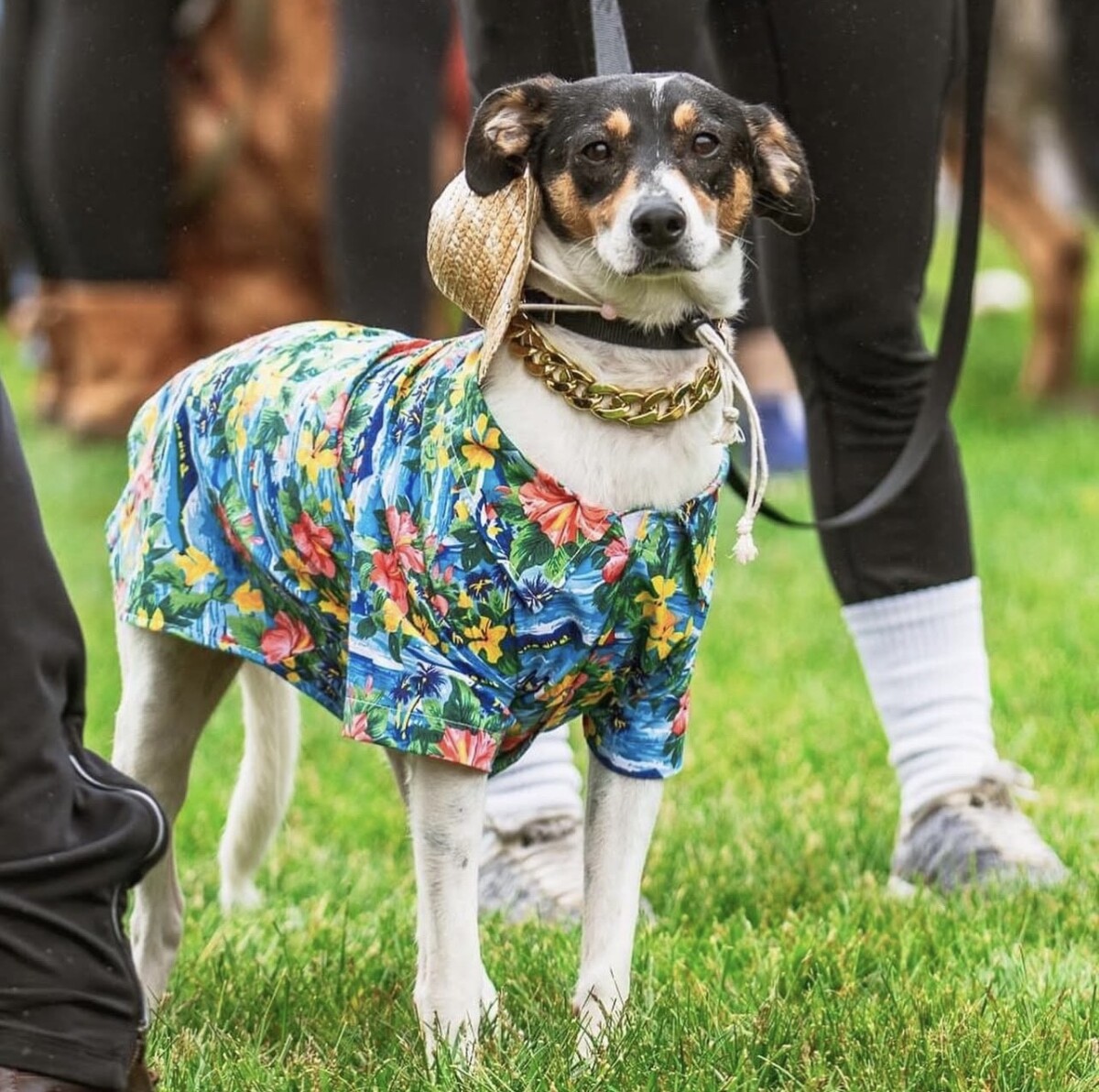 Walk for Paws 2023