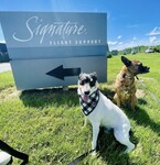 Baja and friend Zeke at a Wings of Rescue flight (both BVSPCA alumni)!