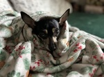 Who can resist this face?