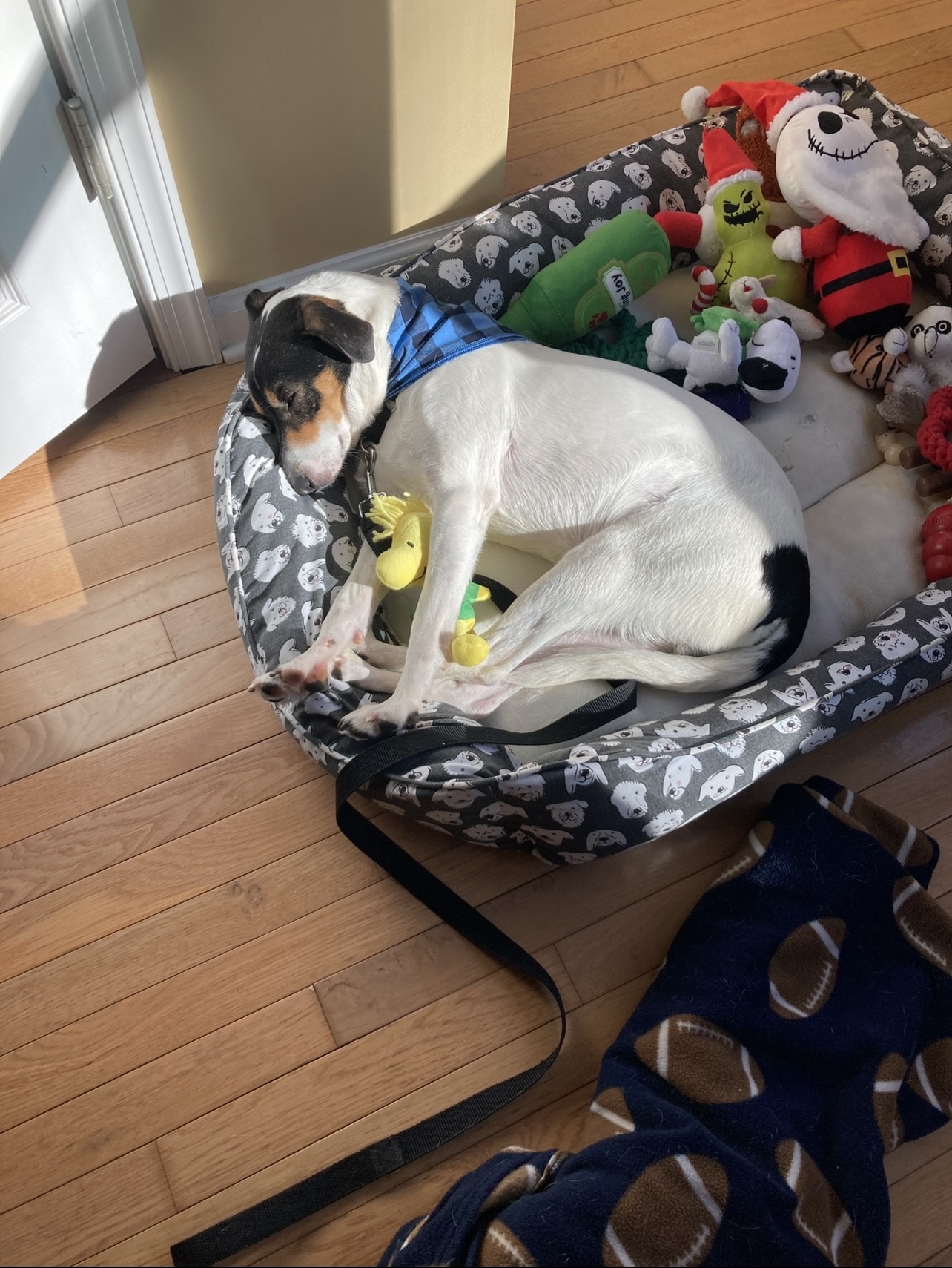 Baja Sleeping with his Toy