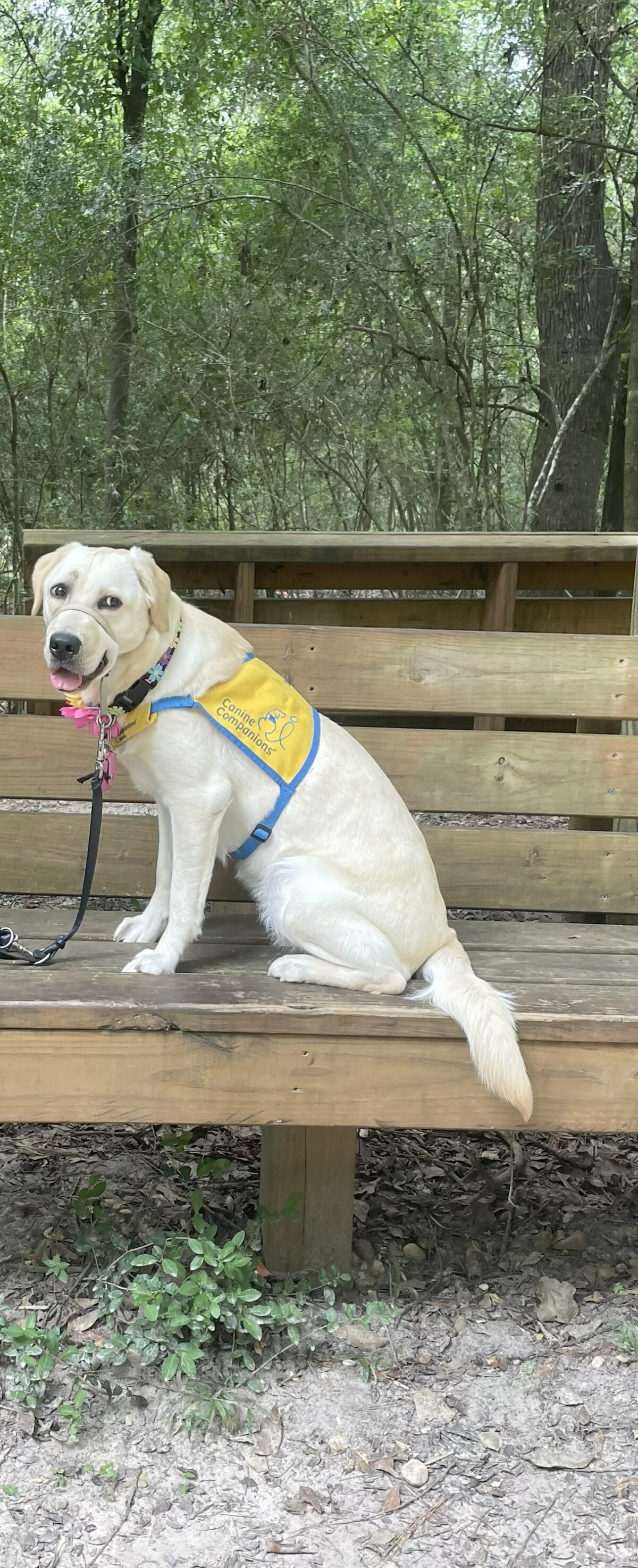Ermie takes a walk in the woods