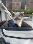 The Late Willow