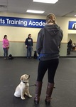 Boston puppy training class with other CC dogs!