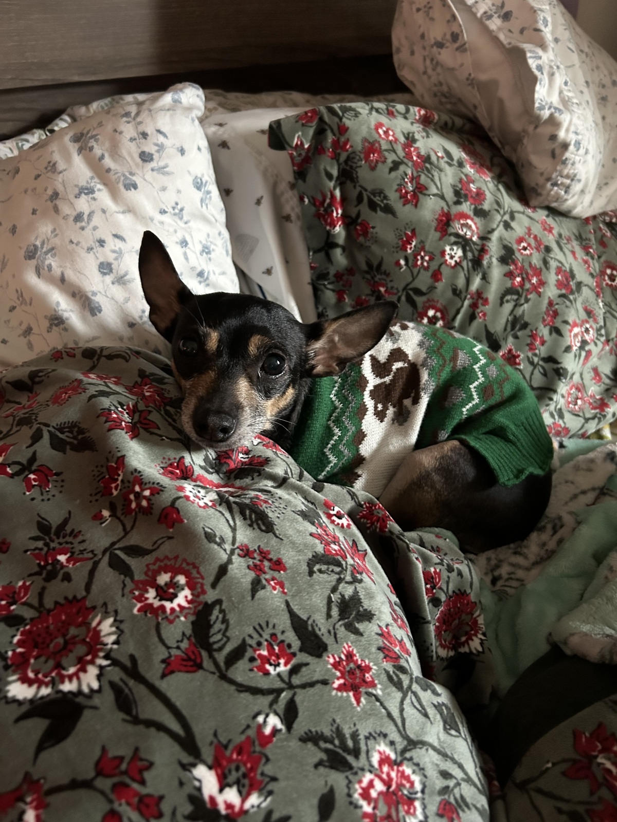 There might be room in the bed for one more...