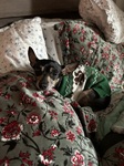 There might be room in the bed for one more...